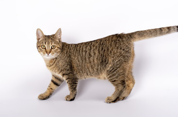 beautiful kitten on a white background, walking, running