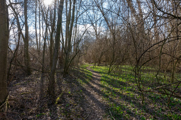 Kleiner Weg im Dickicht