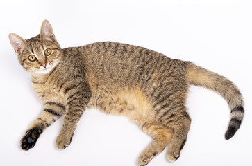 beautiful kitten lies on a white background