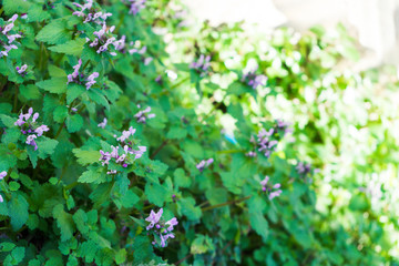 Buds and Green Leaves Pattern on Wall with Sun Light