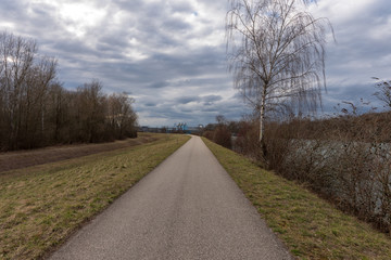Fototapeta premium Radweg mit Birke
