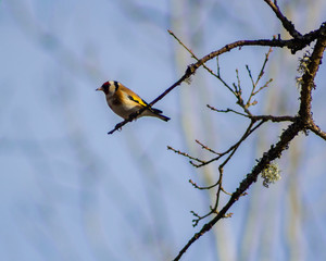 Naklejka premium Goldfinch sitting on a tree branch in a forest, looking to the side and is photographed in profile.
