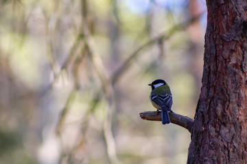 Great tit standing on a tree branch in the shade, with a bright blurry background.