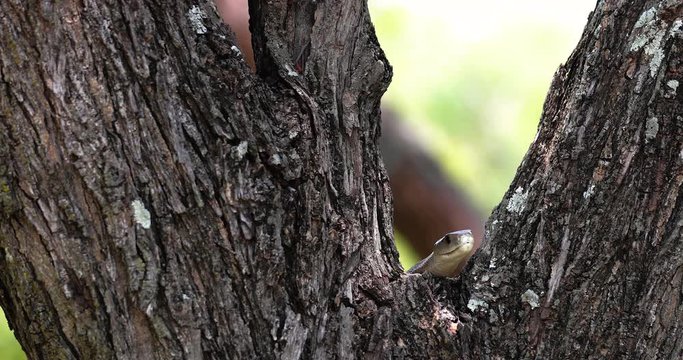 black snake mamba in a tree, South Africa