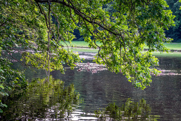 Tree over a water pond at Haagse Bos, forest in The Hague