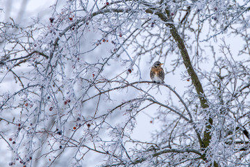 Wacholderdrossel sitzt in einem vereisten Baum mit Beeren