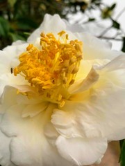 White flower love