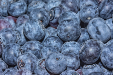 Blueberry Closeup