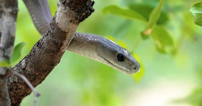 black snake mamba in a tree, South Africa