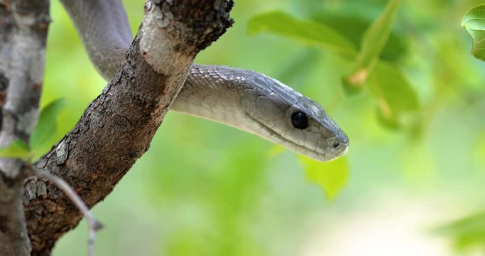 black snake mamba in a tree, South Africa