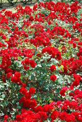 Rose Blossom