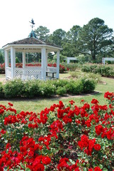 Obraz premium Rose Garden and Gazebo