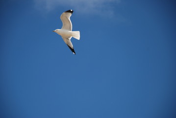seagull in the sky