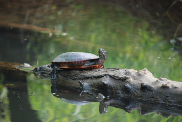 Obraz premium Turtle on Log