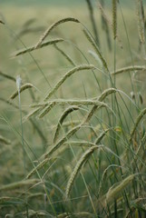 Obraz premium Grain Close-up