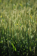 Close-up Grain Field