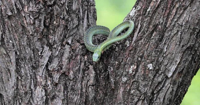 Boomslang snake in a tree, South Africa