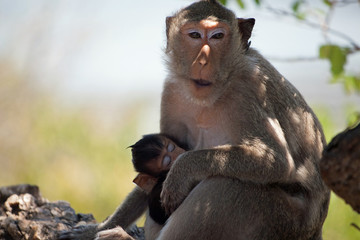 Fototapeta premium 可愛いサル