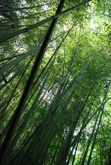 Fototapeta na wymiar Bamboo Jungle
