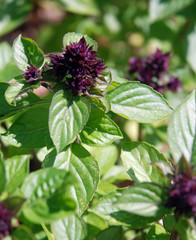 Thai Basil