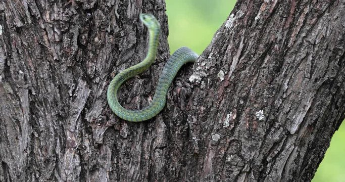 Boomslang snake in a tree, South Africa