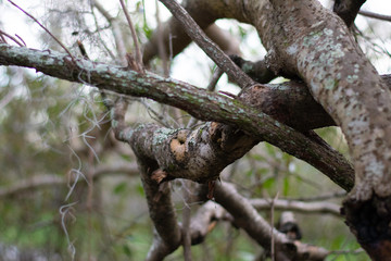 TREE BRANCHES