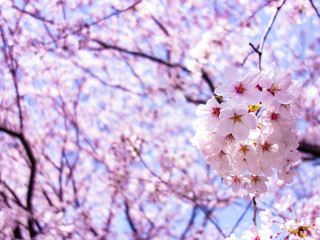 sakura