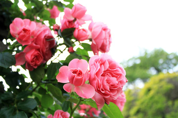 バラ　レオナルド・ダ・ヴィンチ