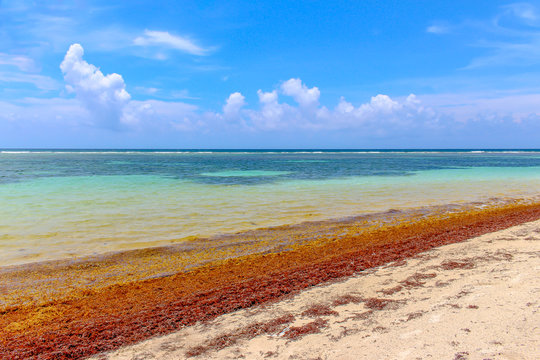Sargasso in the beach