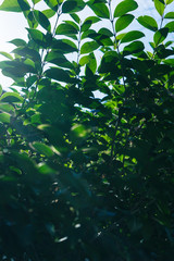 Green Leaves Pattern with Sun Light