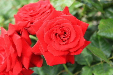 バラ　　 グラッドタイディングス	