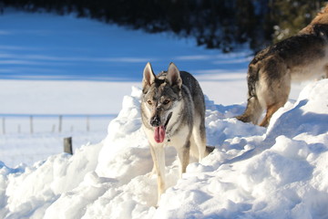 Wolfhund im Schnee