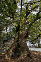 Fototapeta premium 大きな木