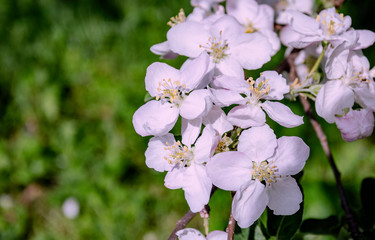 Blooming apple tree branch with white flowers