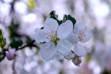 Blooming apple tree branch with white flowers