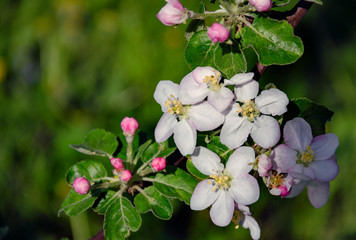 Blooming apple tree branch with white flowers