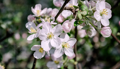 Blooming apple tree branch with white flowers