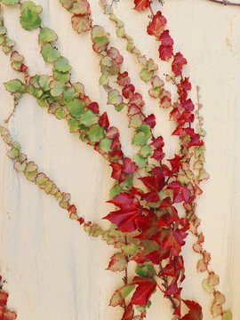 Yellow red orange green ivy vine leaves on wall autumn time decoration art beauty of nature 