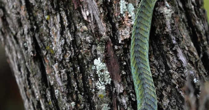 Boomslang snake in a tree, South Africa