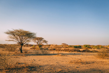 Fototapeta na wymiar Desert trees in Africa