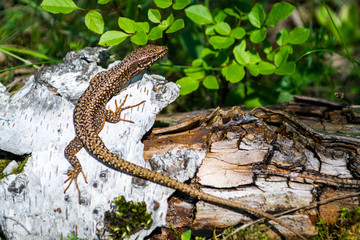 Brown Viviparous lizard (Zootoca vivipara) climbed on a white tree bark, camouflaged near the tree's brown root and green leaves. Close up/macro of this European common lizard.