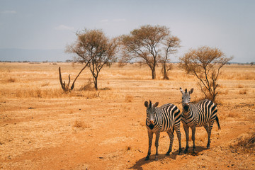 Obraz premium Zebras on plains of Africa