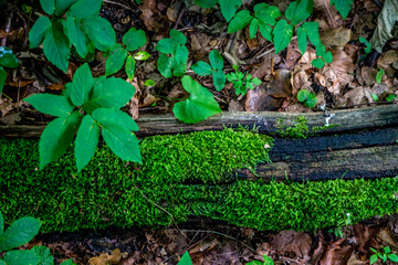 Moss growing on a log of wood at Haagse Bos, forest in The Hague