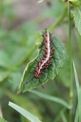 oruga