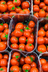 Ton of Organic Tomatoes Background