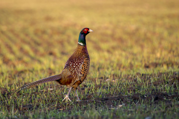 Pheasant (Fhasianus colchicus)