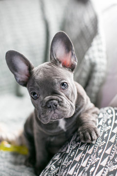 blue french bulldog puppy with blue eyes and big ears