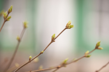 The buds of trees swell in anticipation of spring. The first heralds of the end of winter. Spring...