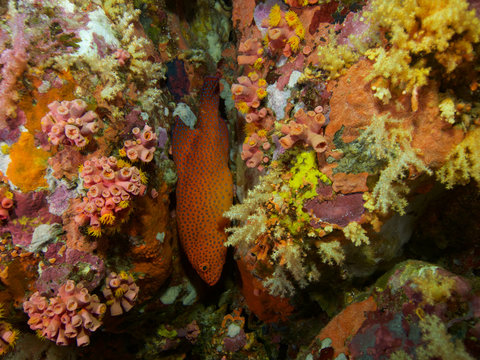 Plong&eacute;e .Thailande