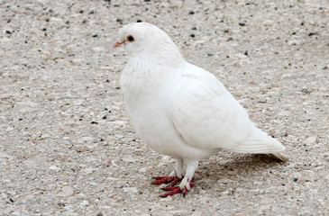 .white dove on the road